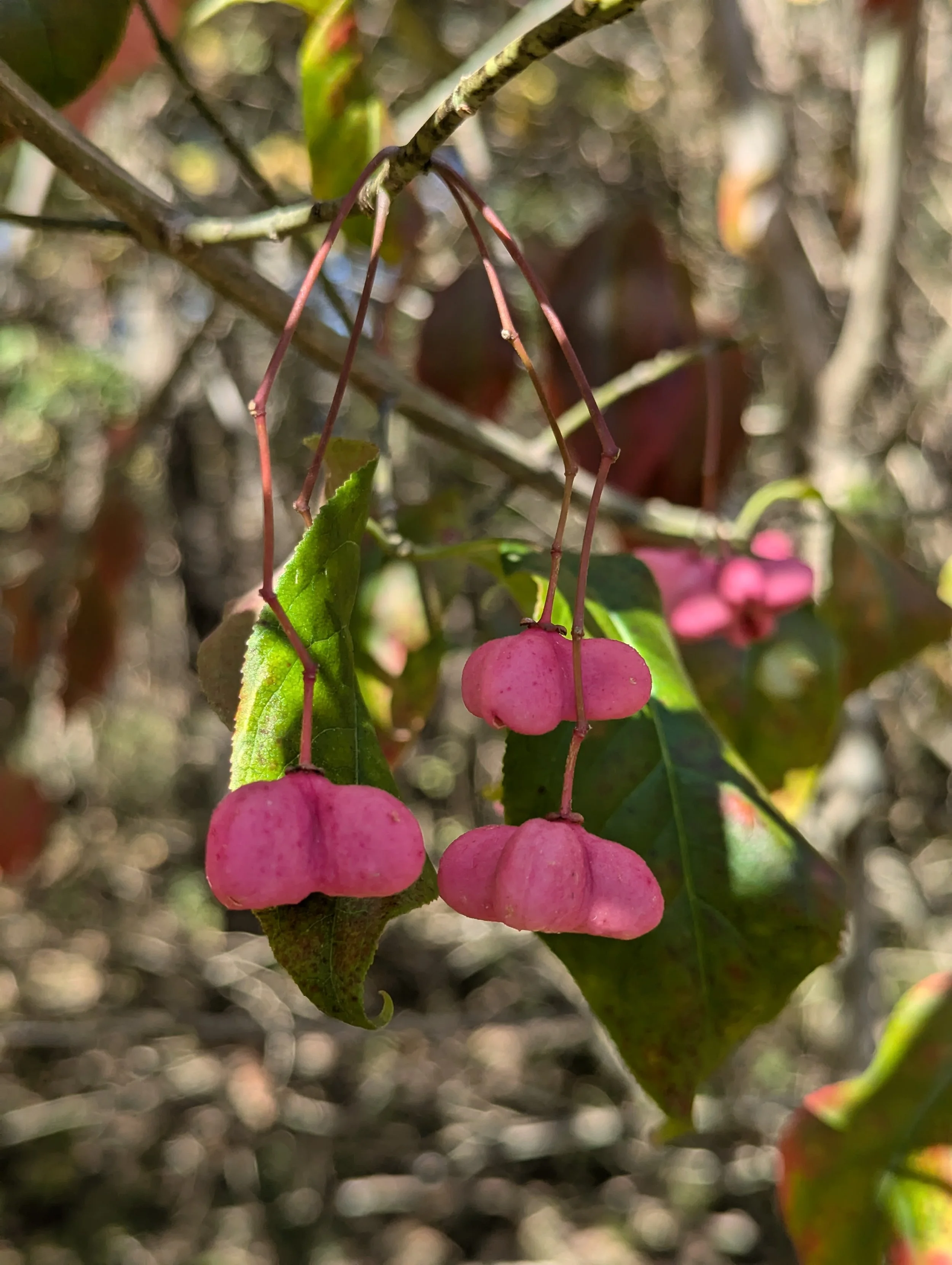 Euonymus atropurpureus — Civic Garden Center of Greater Cincinnati